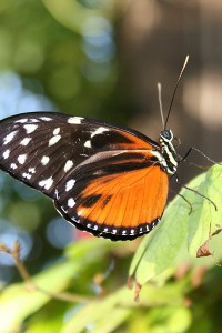 Fox River Monarch Butterfly - 400