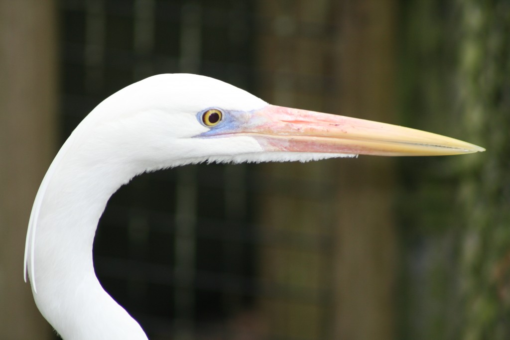 eye egret