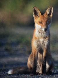 photo of fox
