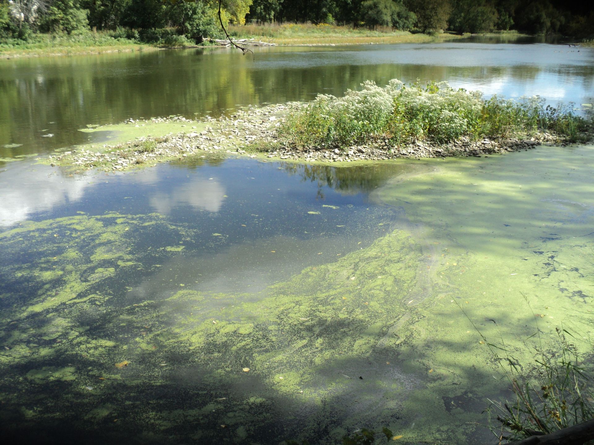 Fox-River-duckweed-and-algae