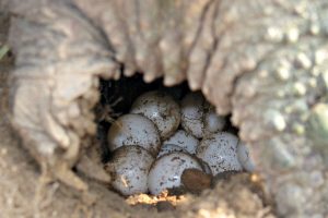 Snapping turtle eggs