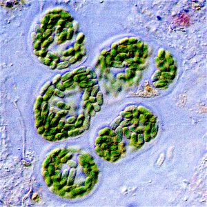 light microscope image of blue green algae