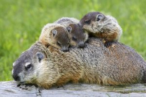 groundhog with babies