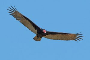 Turkey_vulture_in_flight