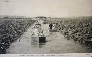 Fox Lake Lotus beds