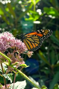 Monarch JoePyeWeed_By TIFFANYLAUFER - Own work CC BY-SA 4 0