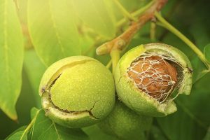 walnuts in husk