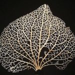 hydrangea leaf veins By Lưu Ly