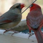 Northern_Cardinal_Pair By Ken Thomas