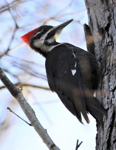 Piliated Woodpecker, photo by Tom Schrader