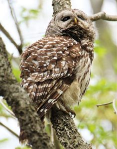 Female barred owl along lower Fox River