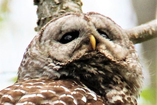 Close-up of Female barred owl