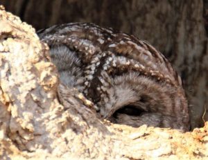 Female barred owl in nest Cavity along lower Fox River