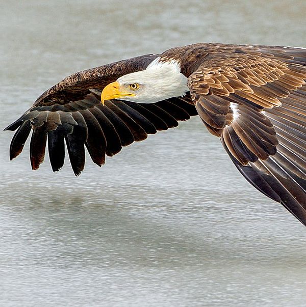 Bald_Eagle_flying_over_ice