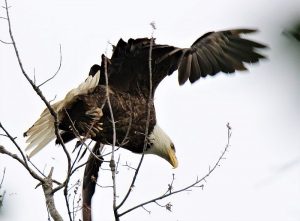bald eagle perching by Tom Schrader