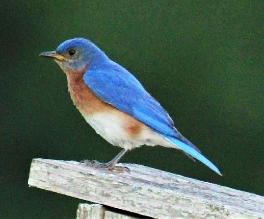 male eastern bluebird by Tom Schrader