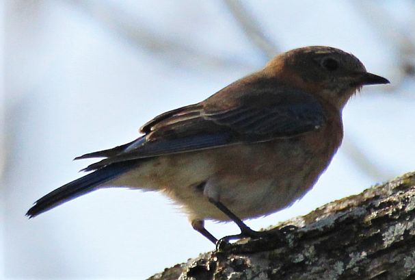 female Eastern Bluebird