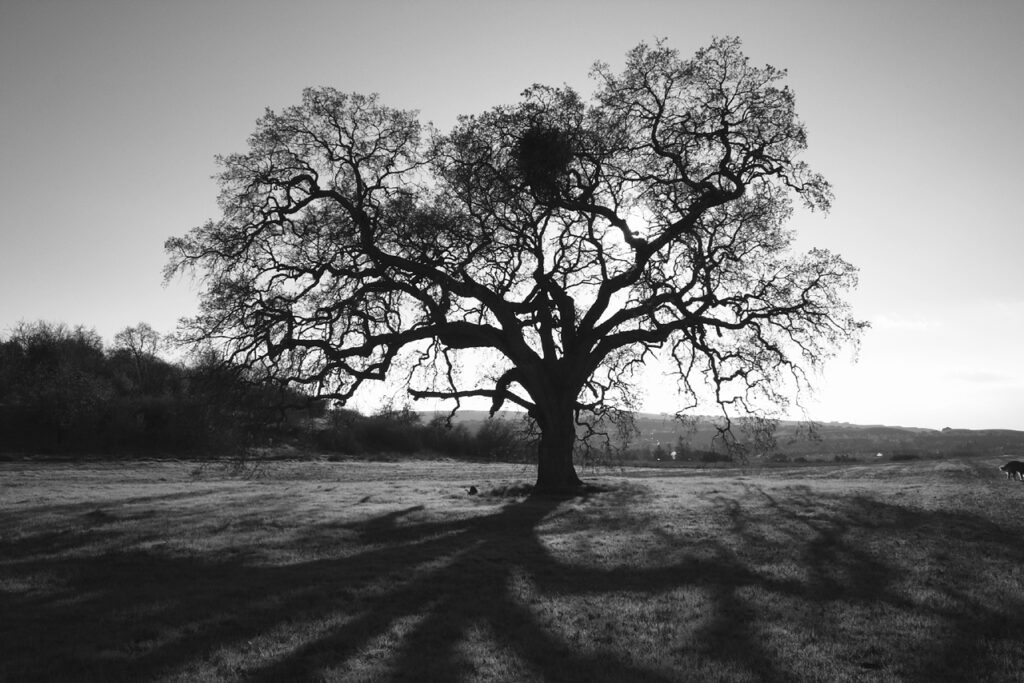 oak tree 1484449 (1)