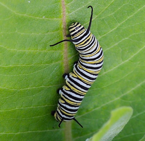2. nature's relationships monarch caterpillar taken at schweitzer