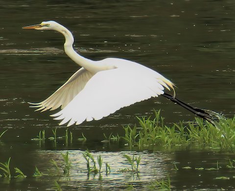 egret 11 (1)