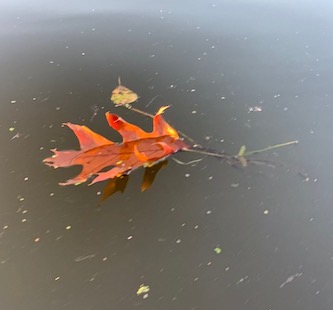 leaf in water