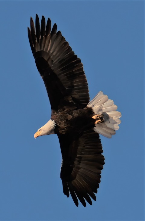 eagle article photo 1