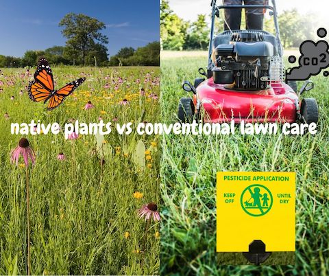 native plants vs conventional lawn care 1