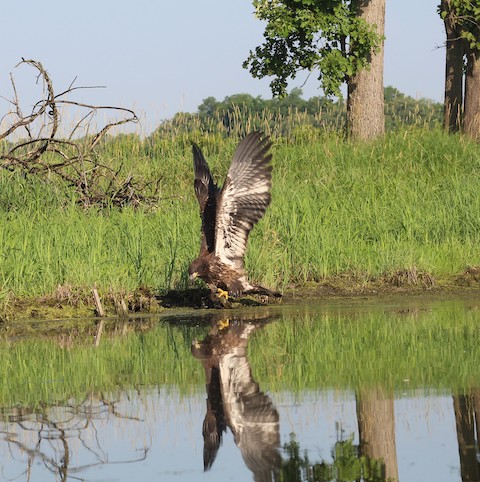 eaglet morning reflection with wings