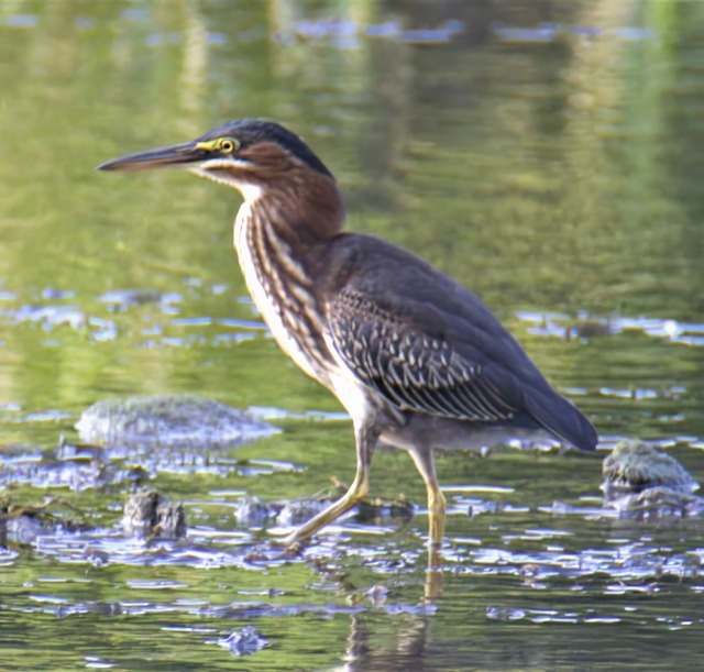 green heron picture 2