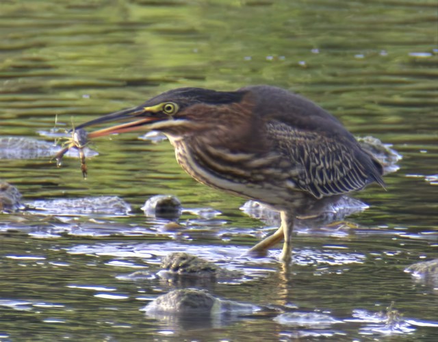 green heron picture 3