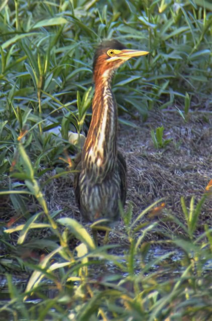 green heron picture 4