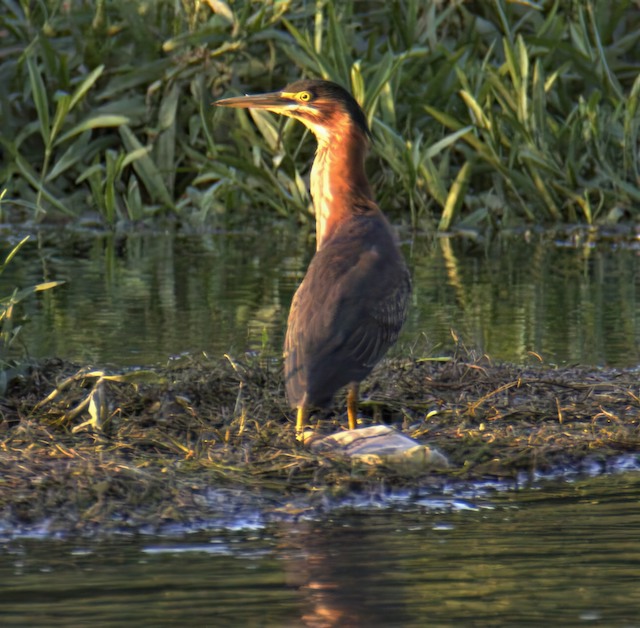 green heron picture 5