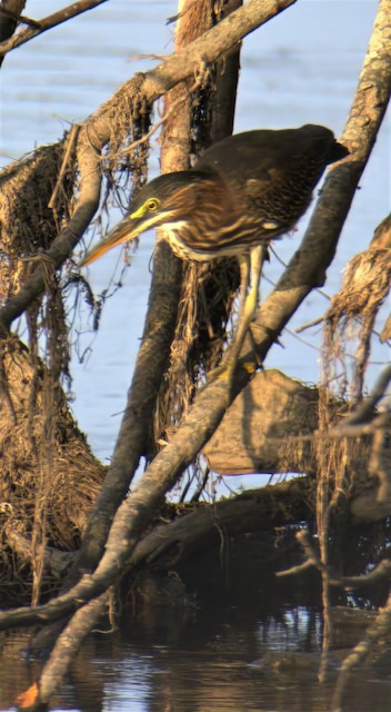 green heron picture 6