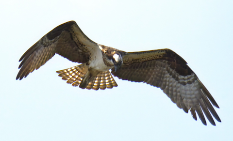 osprey