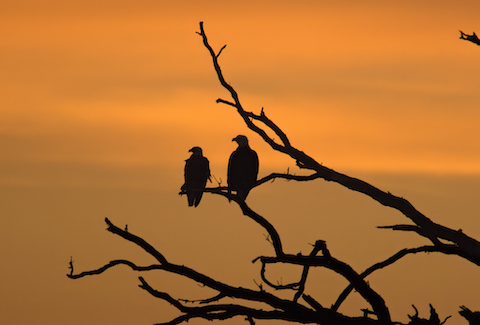 Hinckley bald eagles