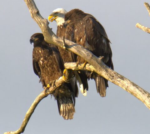 Adult eagle with two juvenile eagles