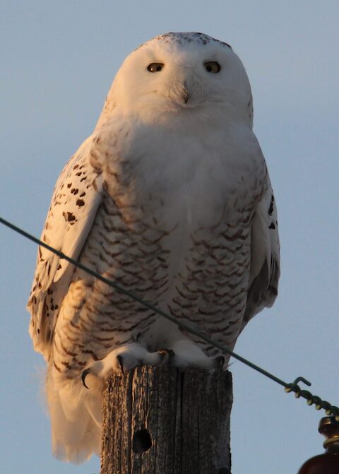 snowy owl