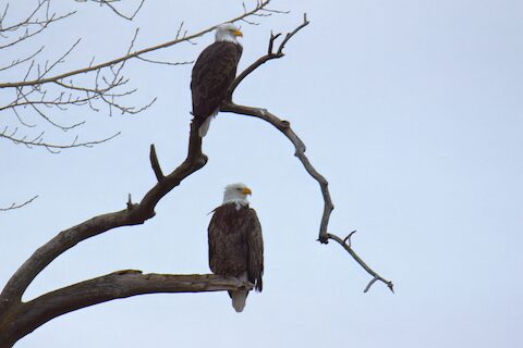 Hinckley eagles Meghan and Harry