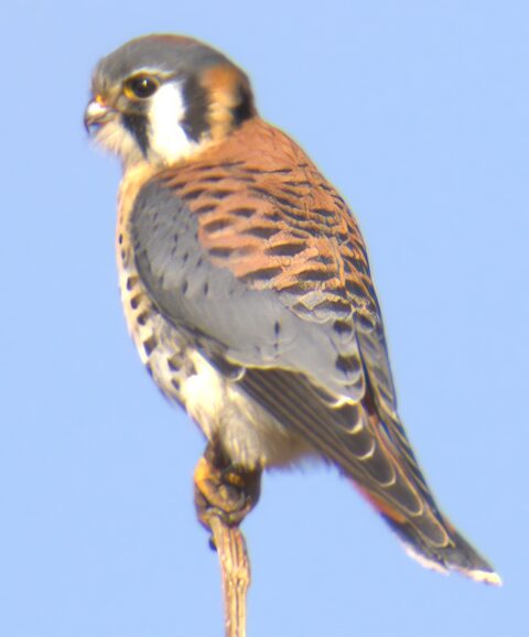 kestrel