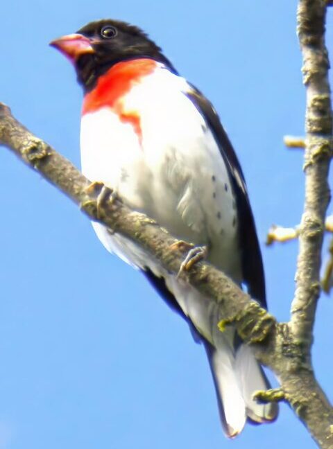 Rose-breasted grosbeak