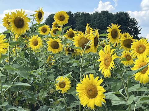 sunflowers