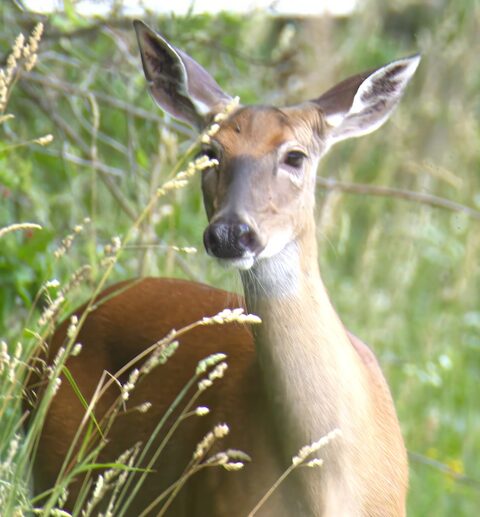 white-tailed deer