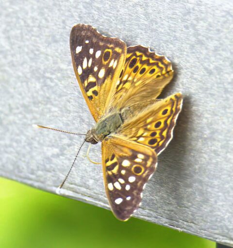 Hackberry emperor butterfly