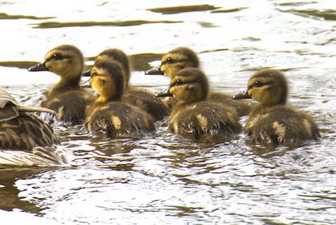 Baby mallards