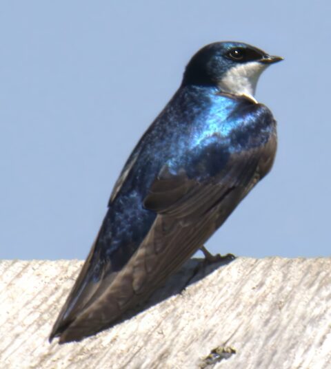 Tree Swallow