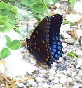 Red-spotted purple butterfly