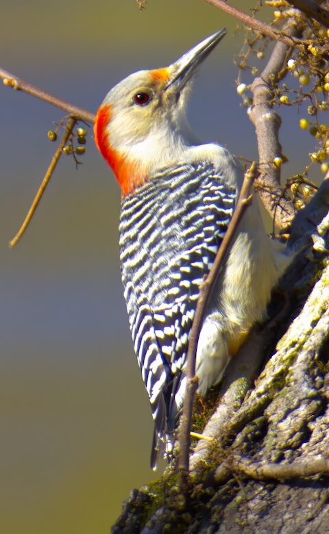 Red-bellied woodpecker