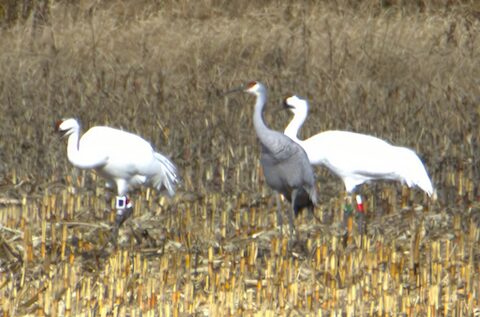 whooping cranes