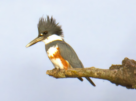 female belted kingfisher