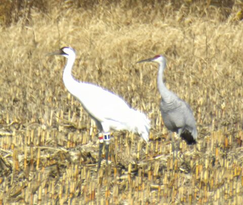 whooping crane with sandhill crane